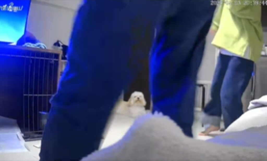 目で追うAJくん（＠ajthecockapooさんより提供）