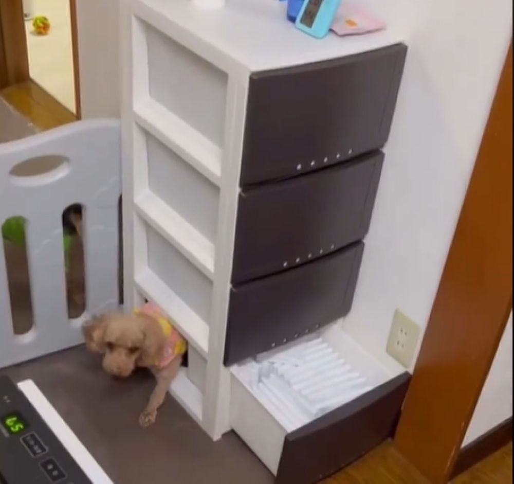 隙間から出てきたポポちゃん（＠himebo.11.57さんより提供）