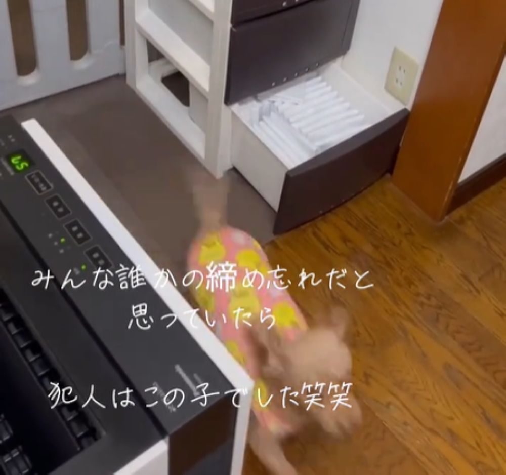 はしゃぐポポちゃん（＠himebo.11.57さんより提供）