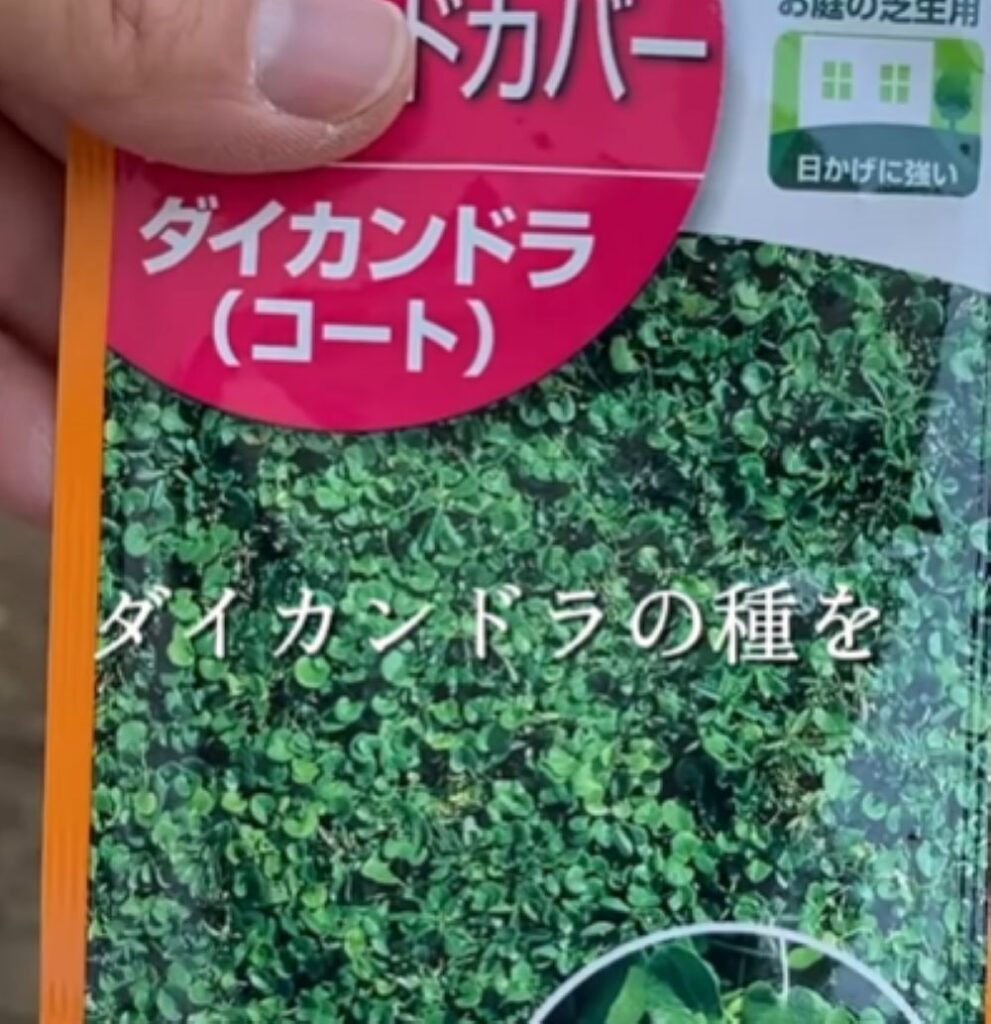 ダイカンドラの種（＠chiyo_mama_diyさんより提供）
