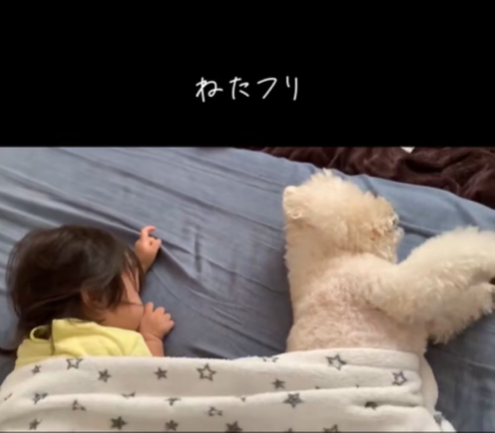 寝たフリをしたぷぷくん（＠pupuch0114さんより提供）