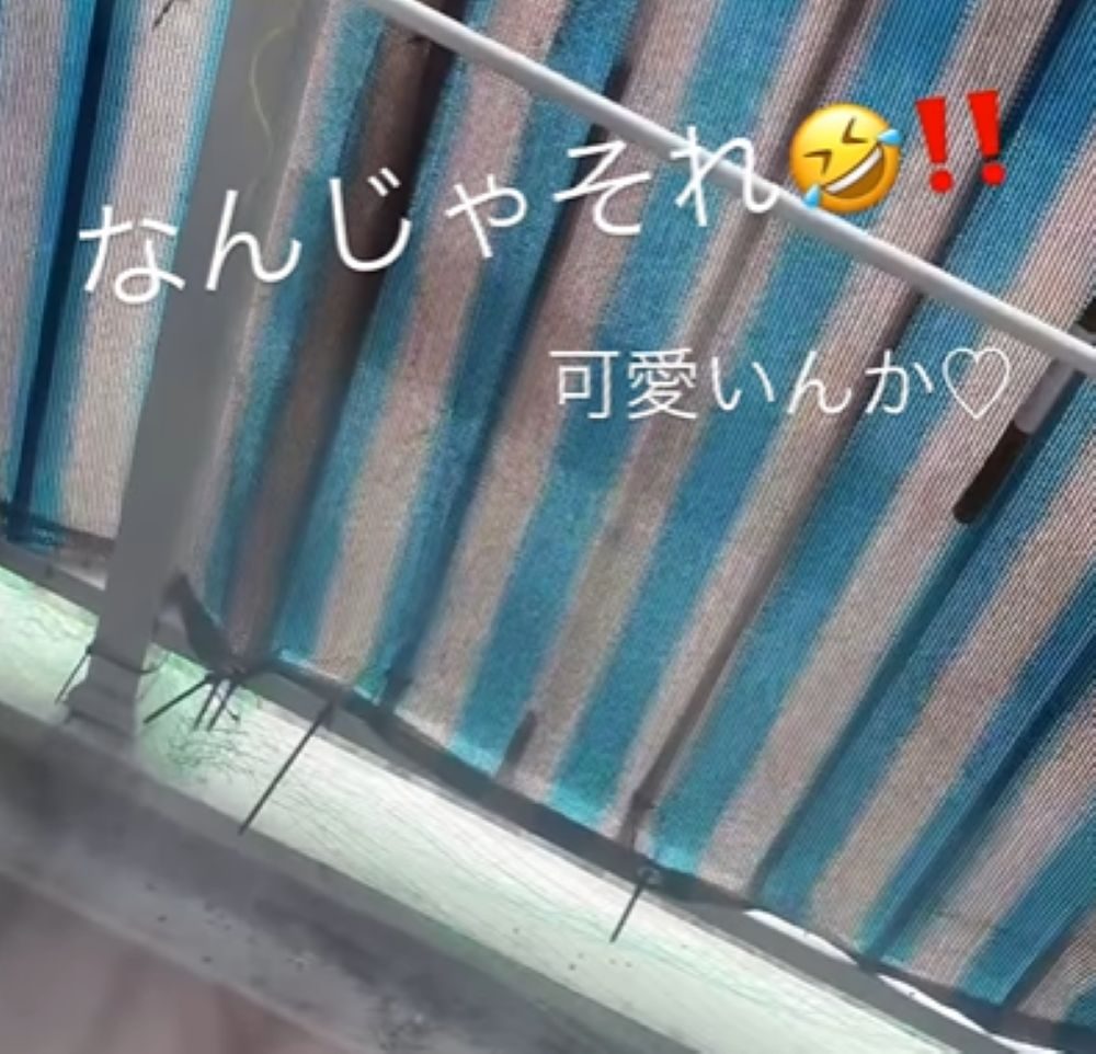 【実際の写真5枚】　投稿者さんが見た光景