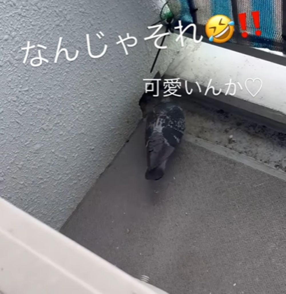 穴の中へ入る鳩（＠chi._._.kaさんより提供）