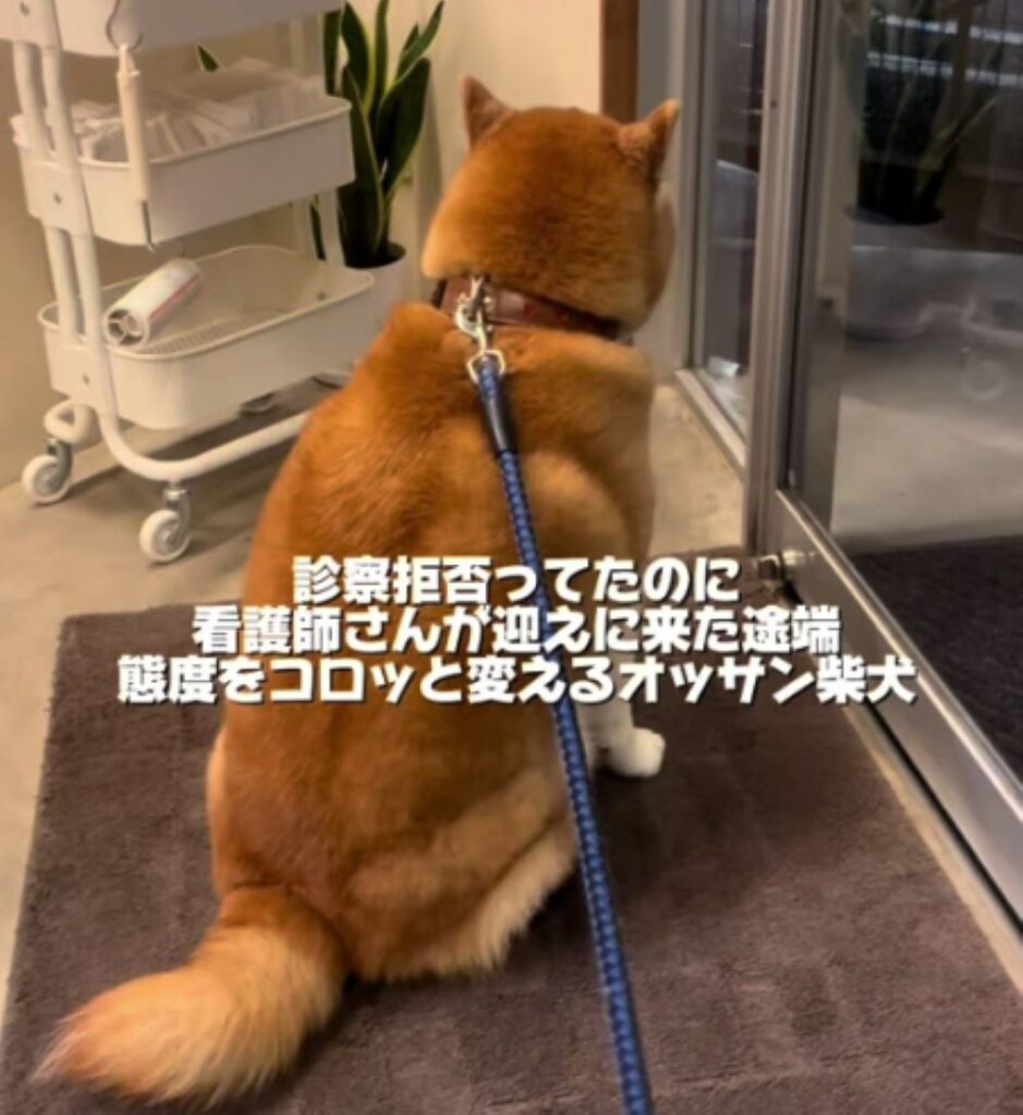 座り込む福くん（＠happinessboy0104さんより提供）