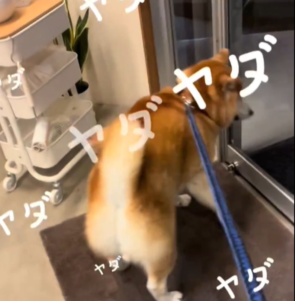 【実際の写真5枚】　飼い主さんが見た光景