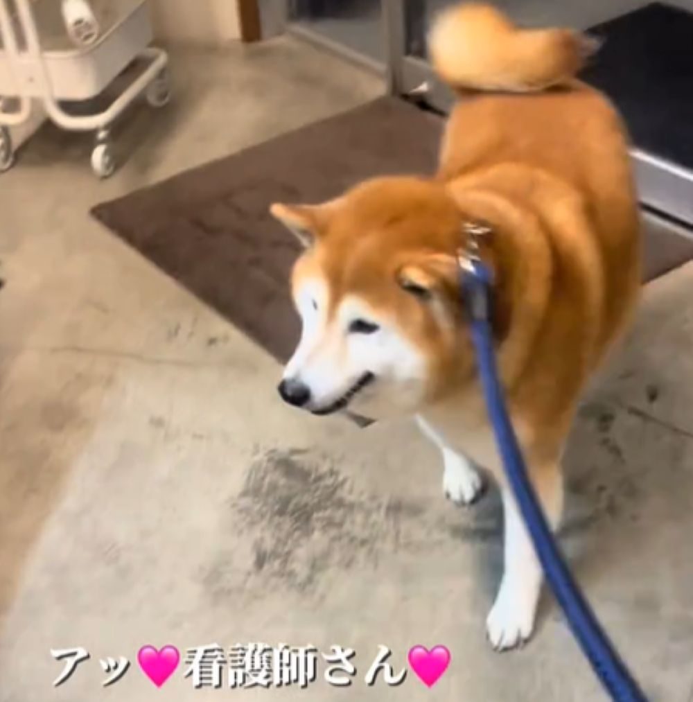看護師さんが迎えに来ると…（＠happinessboy0104さんより提供）