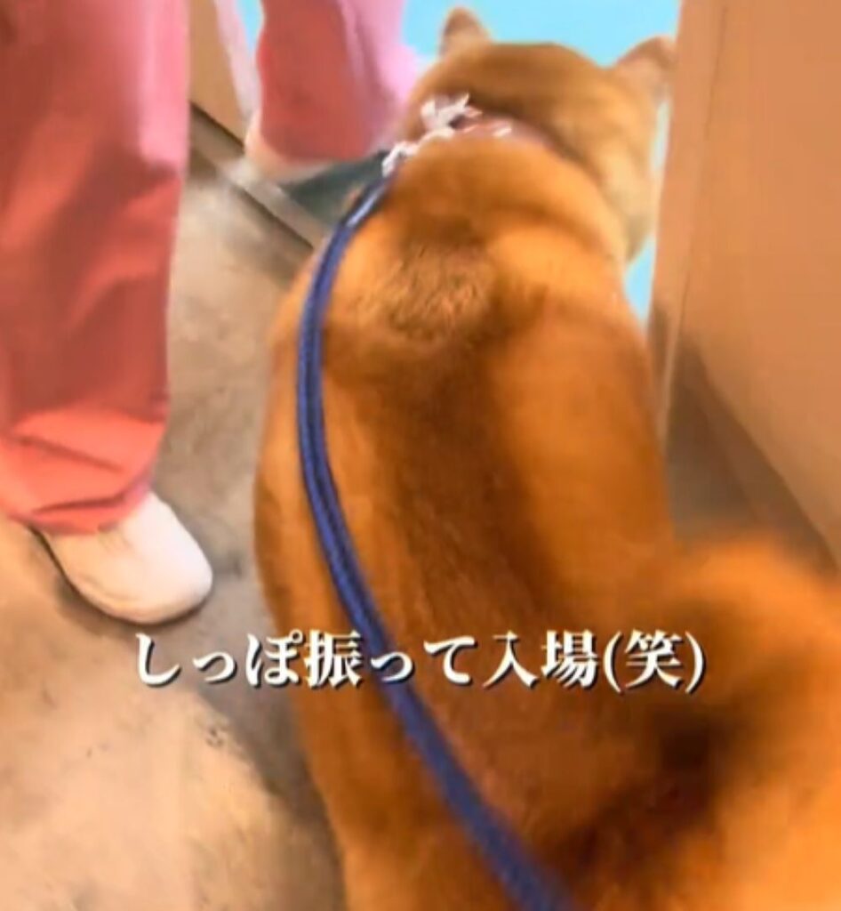 しっぽを振る福くん（＠happinessboy0104さんより提供）