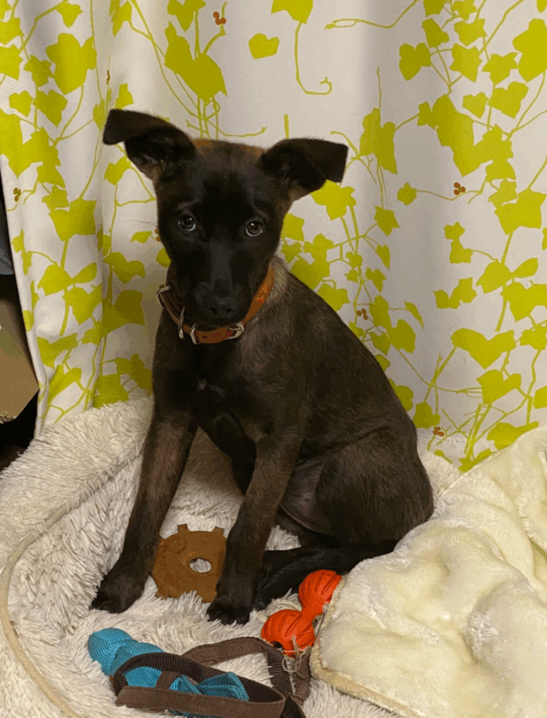 【実際の写真6枚】　4年後の様子