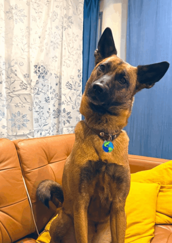 アフター：毛の色も変化しました（＠amber589kohaさんより提供）