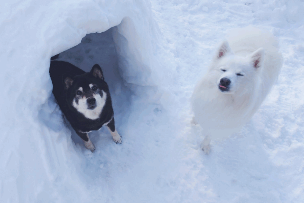 楽くんとのツーショット（@kukuri_shibainuさんより提供）