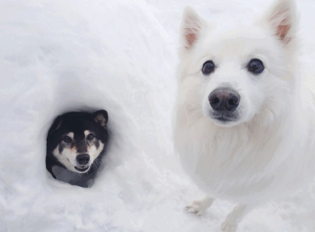 かまくらを満喫（@kukuri_shibainuさんより提供）