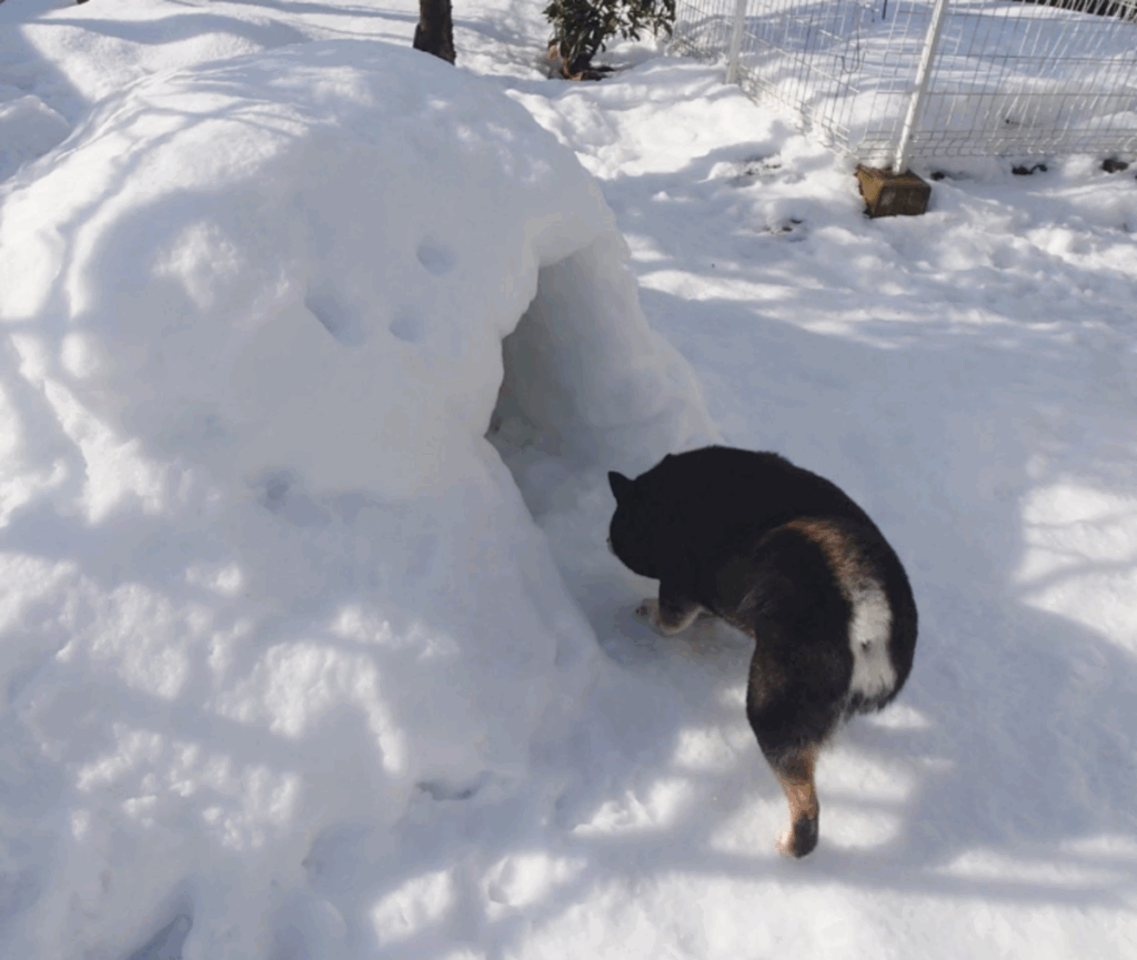 【実際の写真5枚】　飼い主さんが見た光景