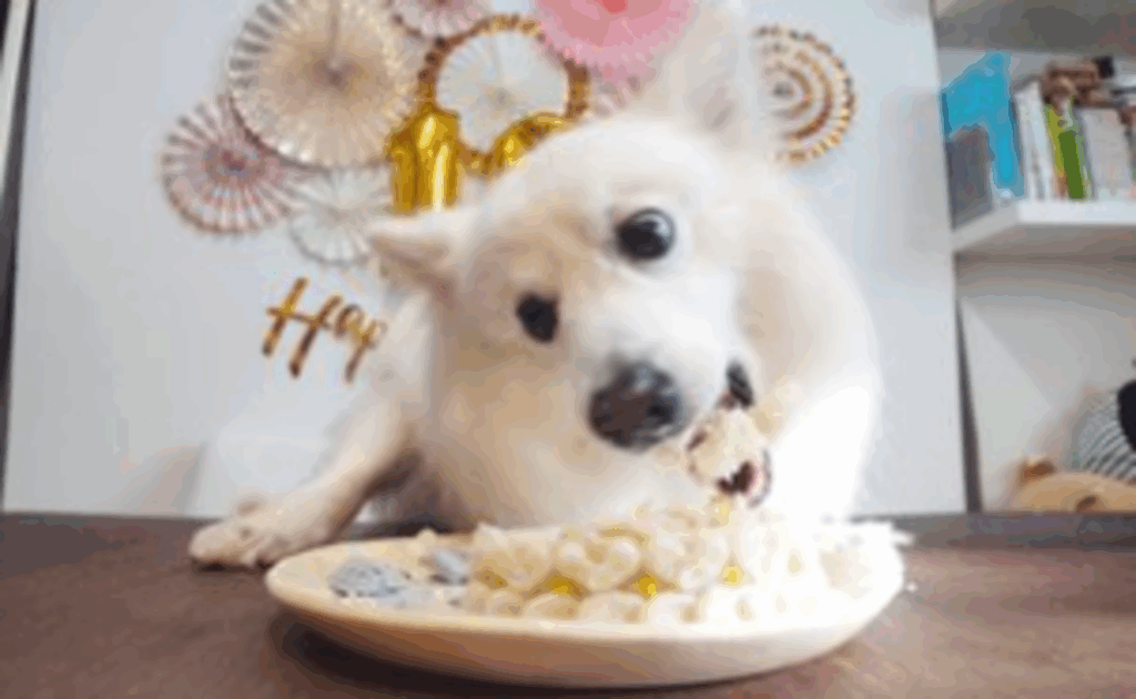 美味しそうに食べる楽くん（@kukuri_shibainuさんより提供）