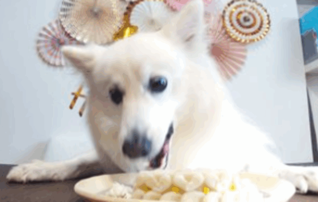 目の前に置かれると…！？（@kukuri_shibainuさんより提供）