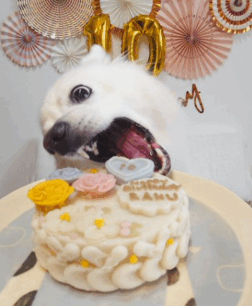 【実際の写真４枚】　飼い主さんが見た光景