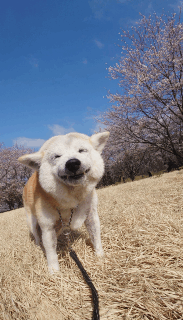 素敵な笑顔のククリちゃん（@kukuri_shibainuさんより提供）