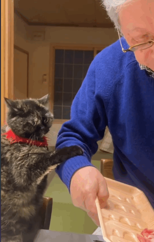 何かを訴えているような眼差し（@f.chii08さんより提供）