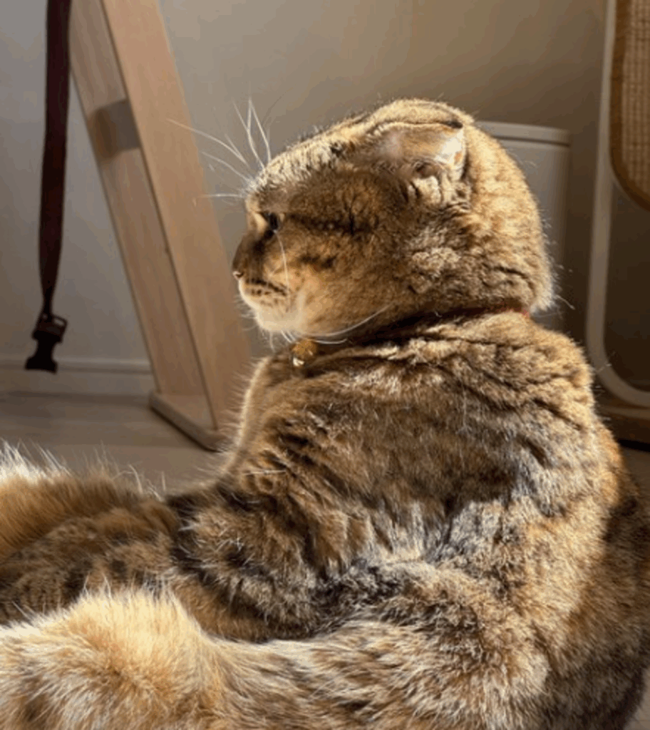 日向ぼっこするまつたけちゃん（@matsutake_catさんより提供）