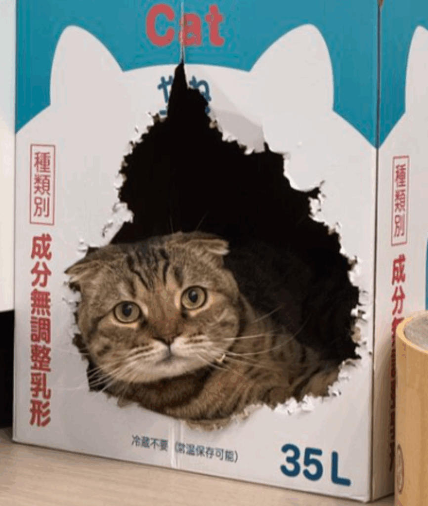 キュートな表情（@matsutake_catさんより提供）