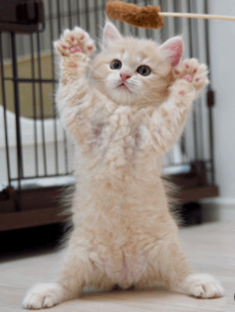 子猫の頃のてんぷらくん（@matsutake_catさんより提供）