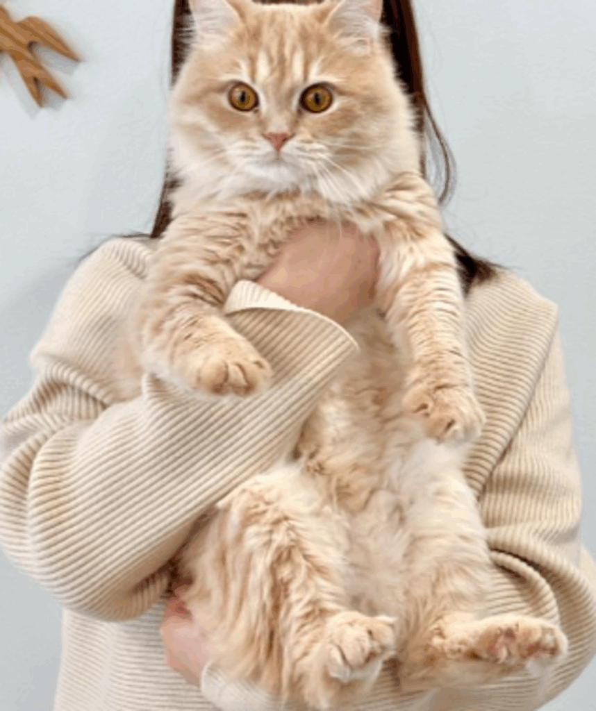 大きくなっても可愛さはそのまま！（@matsutake_catさんより提供）