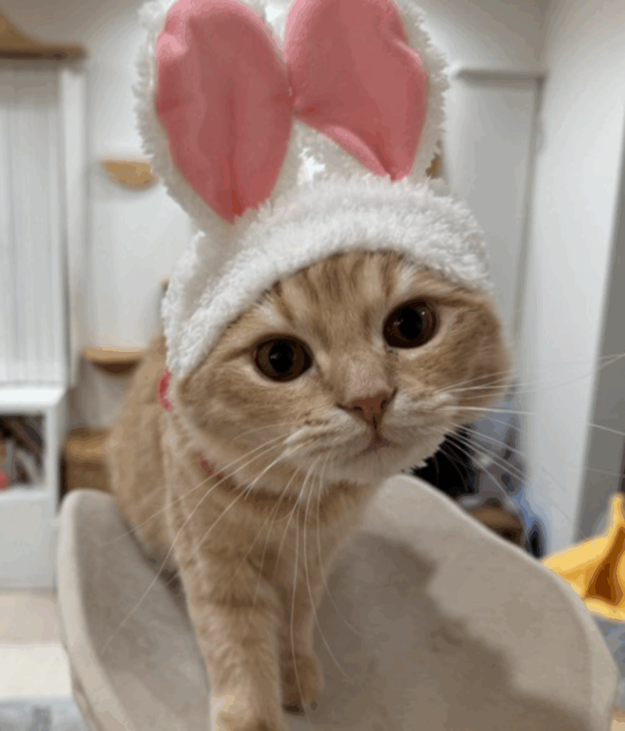 うさみみを装着（@matsutake_catさんより提供）