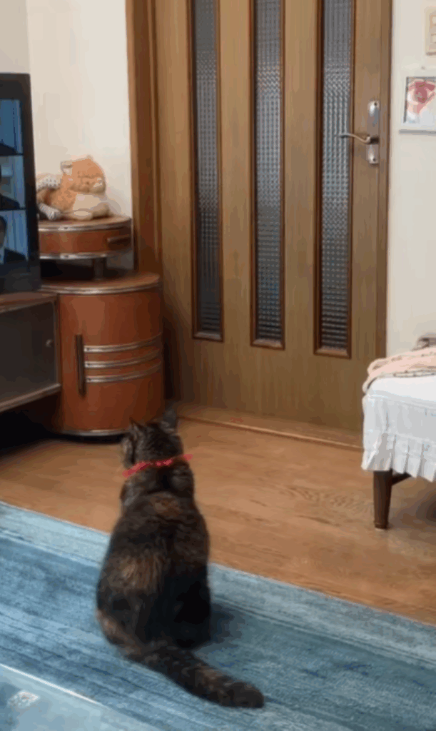 【実際の写真5枚】　父を止める生き物の様子