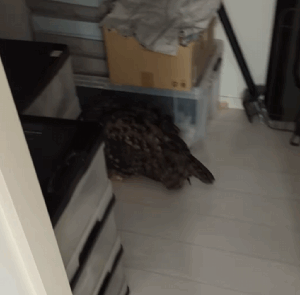 部屋に隅にフクロウが…（@muguhideakiさんより提供）