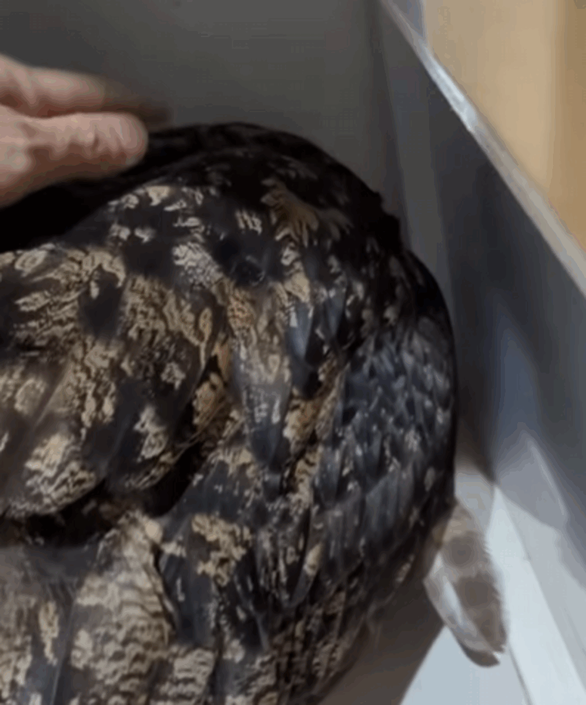 【実際の写真5枚】　飼い主さんが見た光景