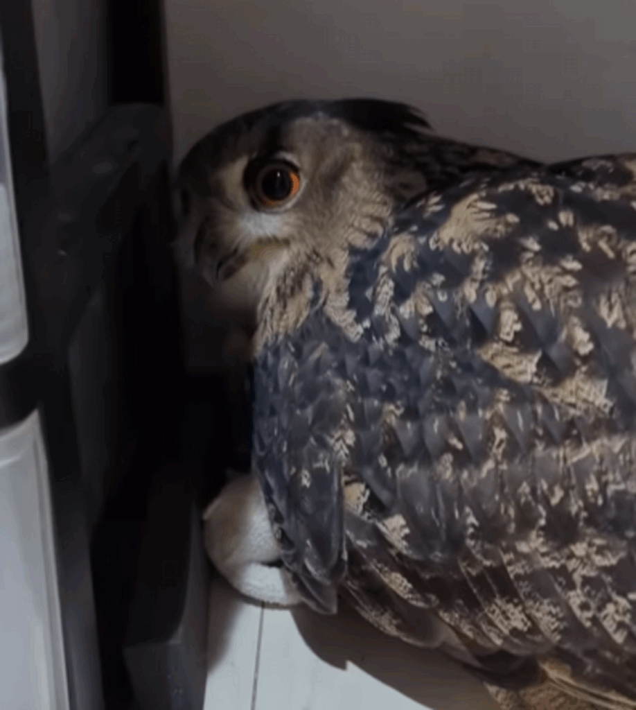 イタズラ中の表情！？（@muguhideakiさんより提供）