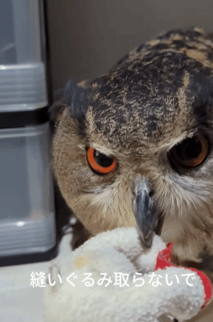 ぬいぐるみとマスクを隠していました（@muguhideakiさんより提供）