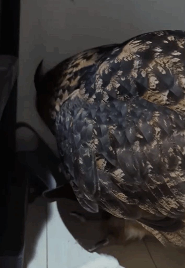 マスクを隠す様子（@muguhideakiさんより提供）