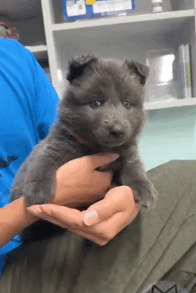 モコモコでかわいいベルちゃん（@rosewolfjpさんより提供）