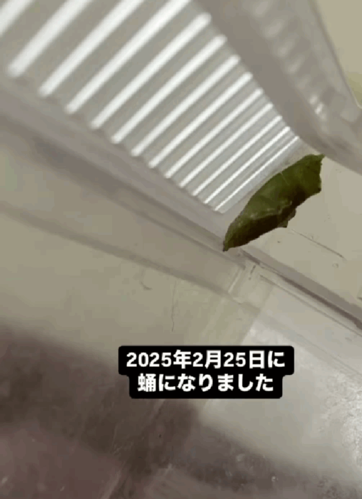 サナギの姿に（@8131kigorinさんより提供）