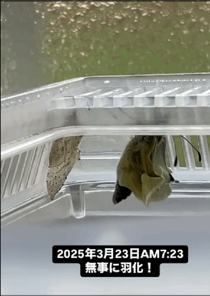 羽化することに成功（@8131kigorinさんより提供）