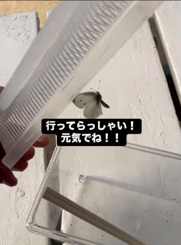 空へ放つときが（@8131kigorinさんより提供）