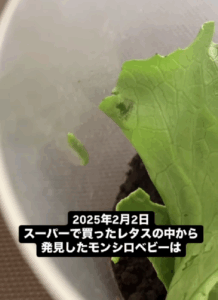 スーパーで買ったレタスについてきた生き物　約1ヶ月育ててみた結果「ありがとう」「素敵」「感動」