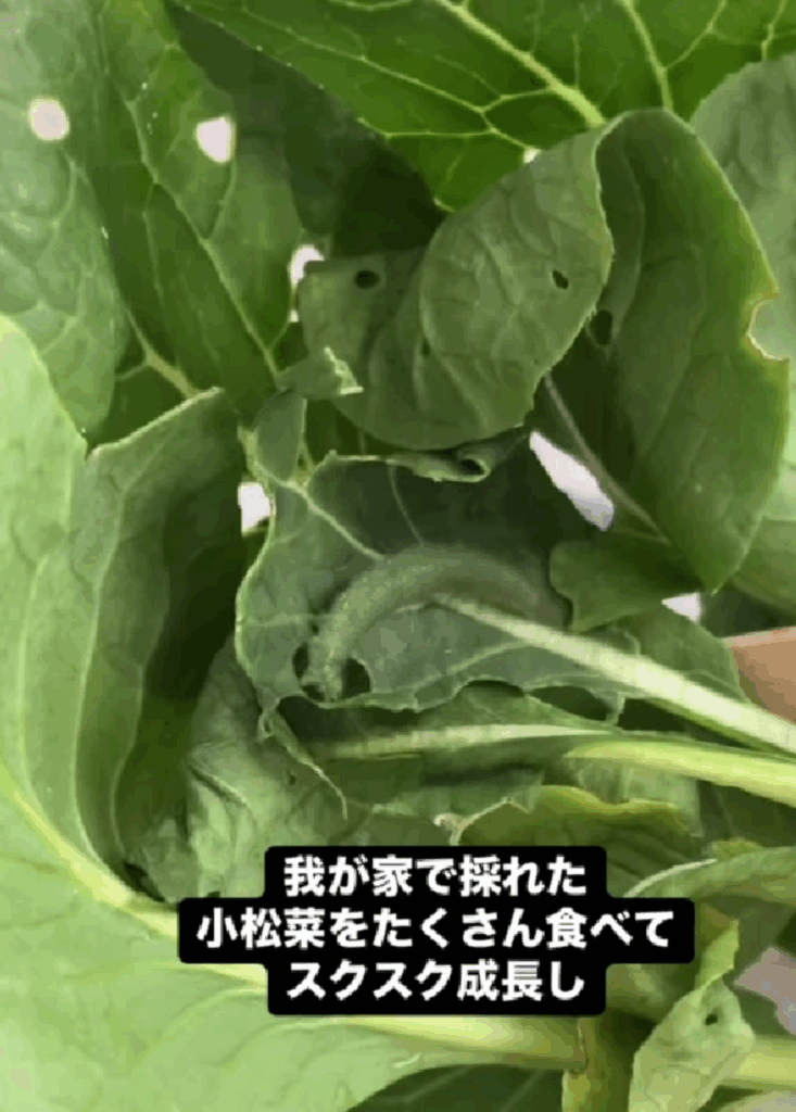 小松菜をたくさん食べて成長（@8131kigorinさんより提供）