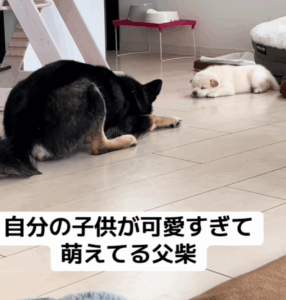 我が子を見守る柴犬の父ちゃん　可愛すぎる我が子に耐えきれず…「父犬可愛すぎ」「犬のキュートアグレッション」「寝顔が可愛く感じるのはわんちゃんも同じ」