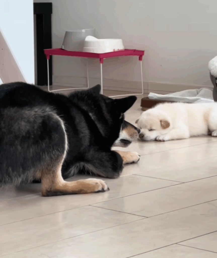 我が子を見守るお父さん犬（@uoooooo7818さんより提供）