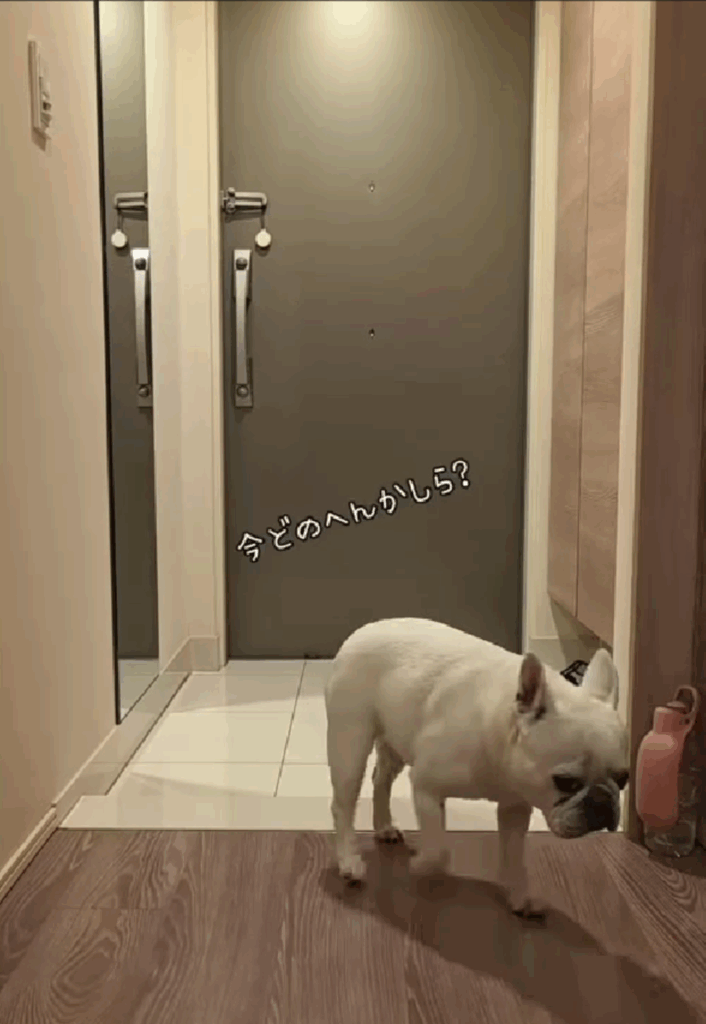 【実際の写真5枚】　飼い主さんが見た光景