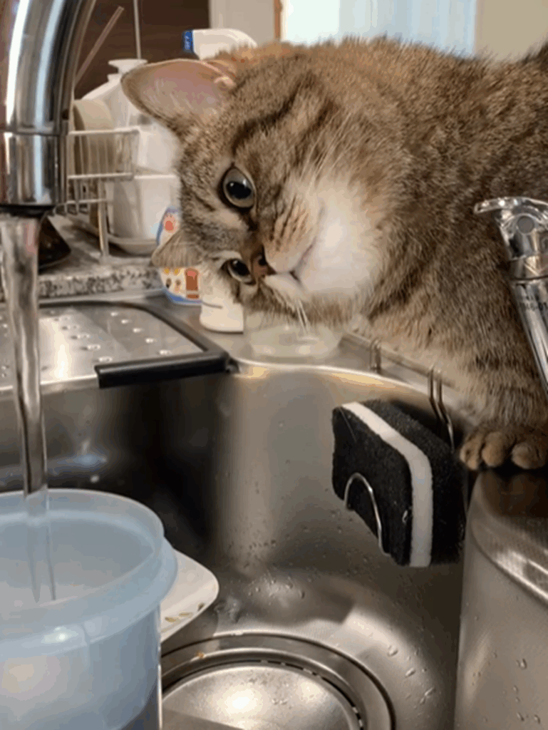 浄水器を使うと寄って来る（＠marumaru06260908さんより提供）