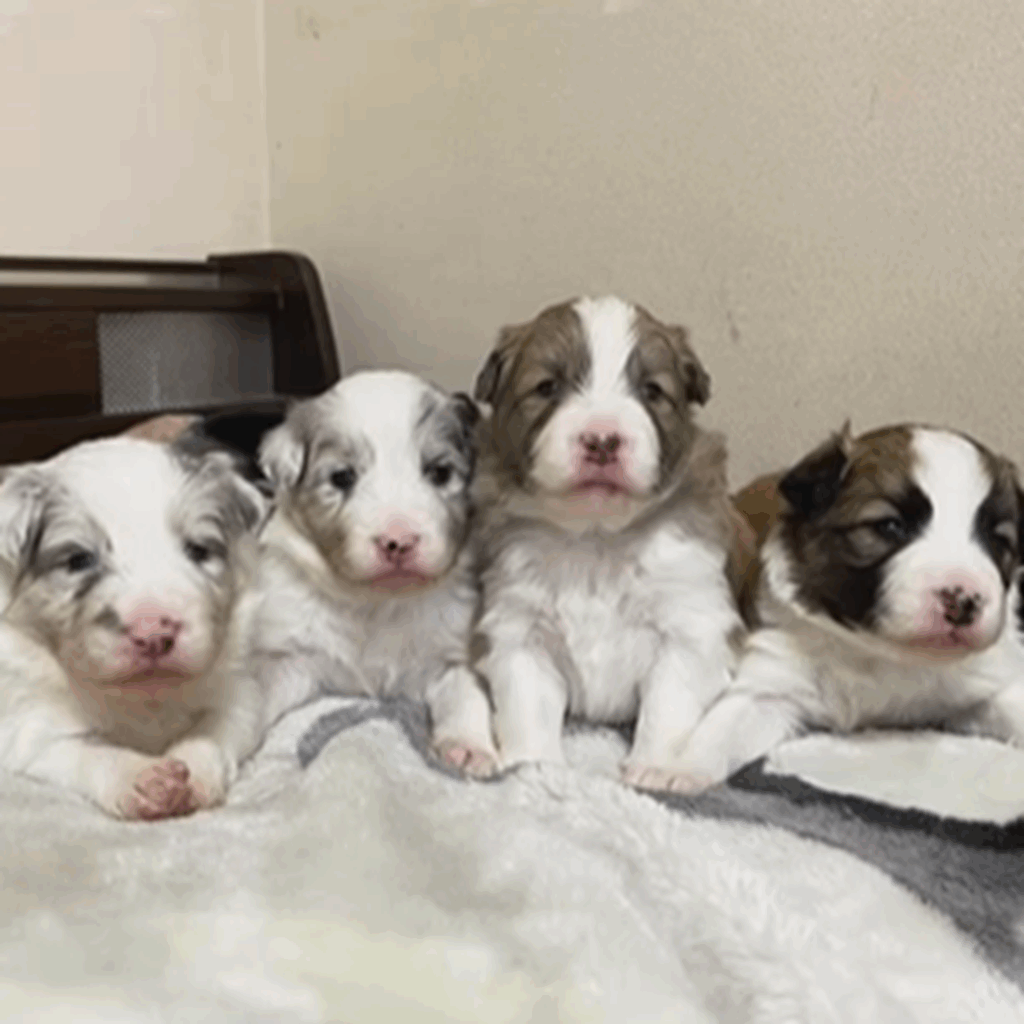 【実際の写真１４枚】　３年後の様子