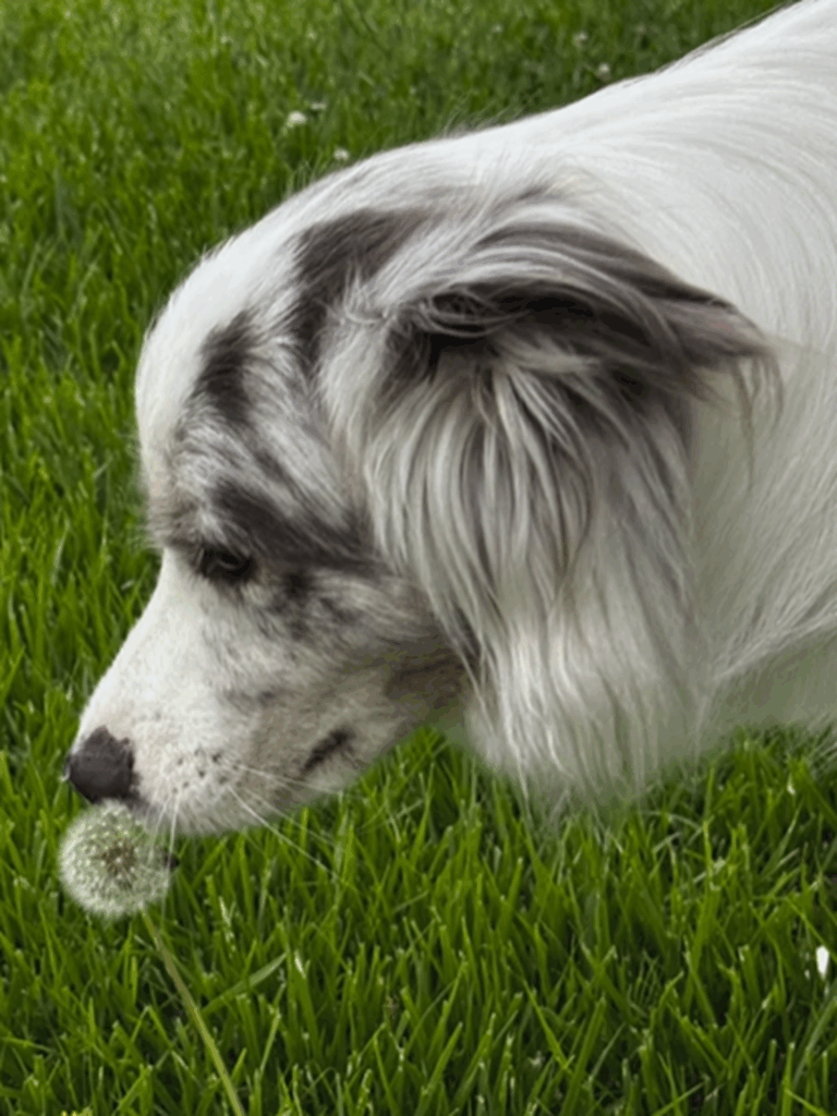 タンポポの種、飛ばそ♪（＠luke_smbcさんより提供）