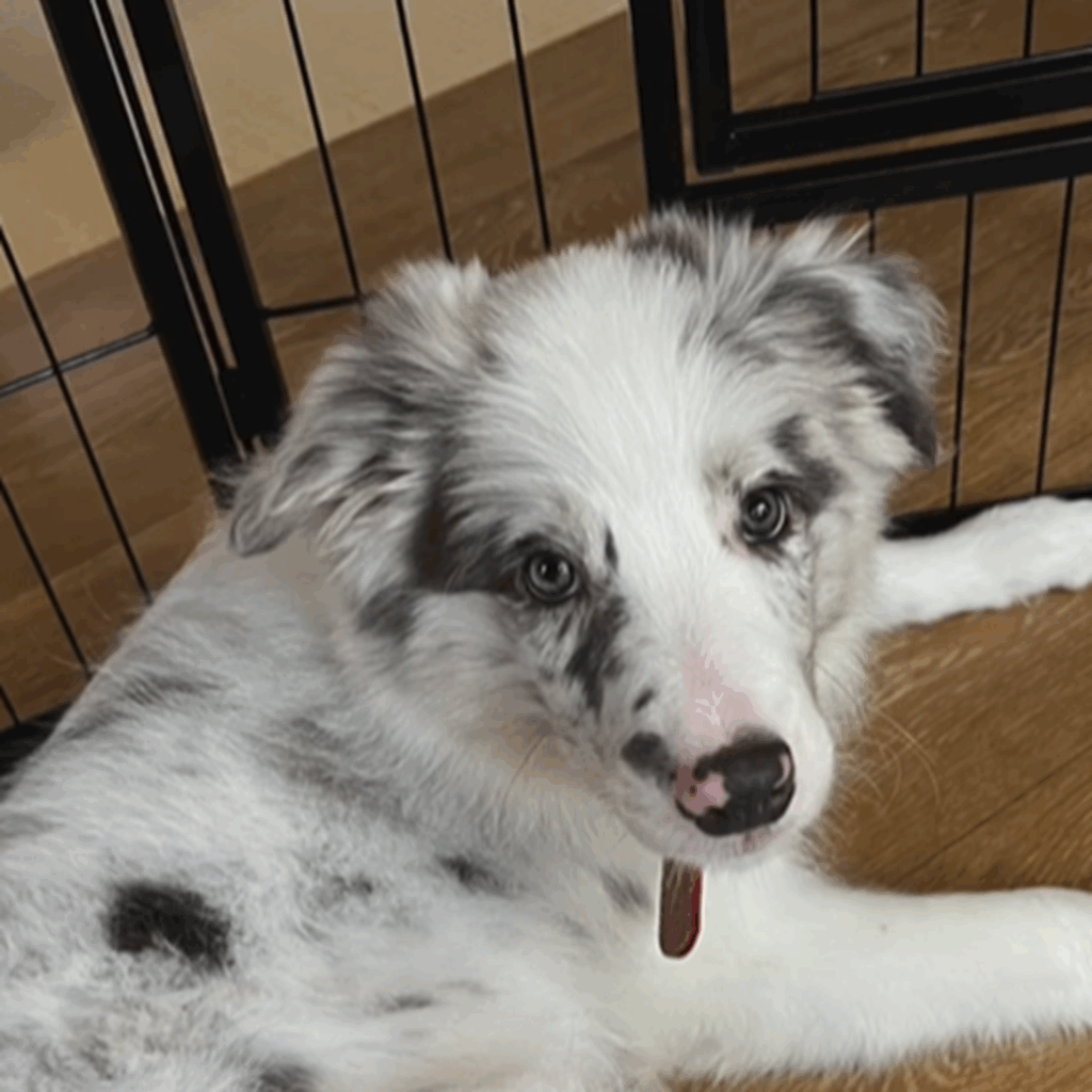 4ヶ月の頃、我が家にやってきた（＠luke_smbcさんより提供）