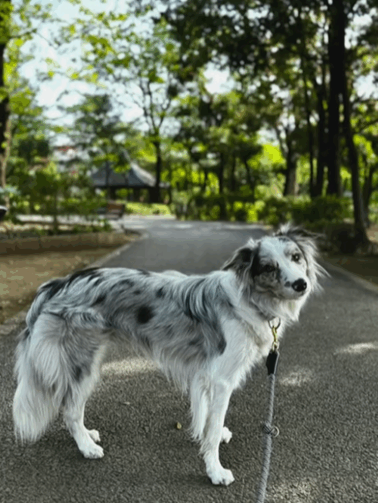 お散歩、大好き（＠luke_smbcさんより提供）