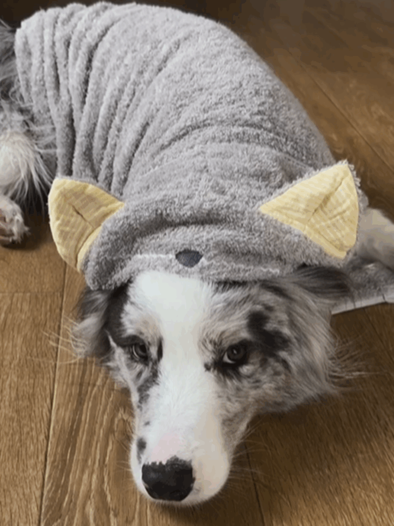 コスプレ姿もお似合い（＠luke_smbcさんより提供）