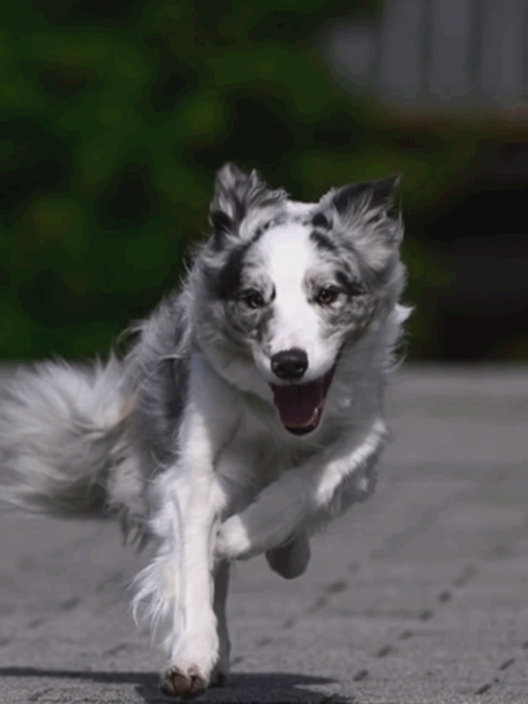 走る、走る、走る！（＠luke_smbcさんより提供）