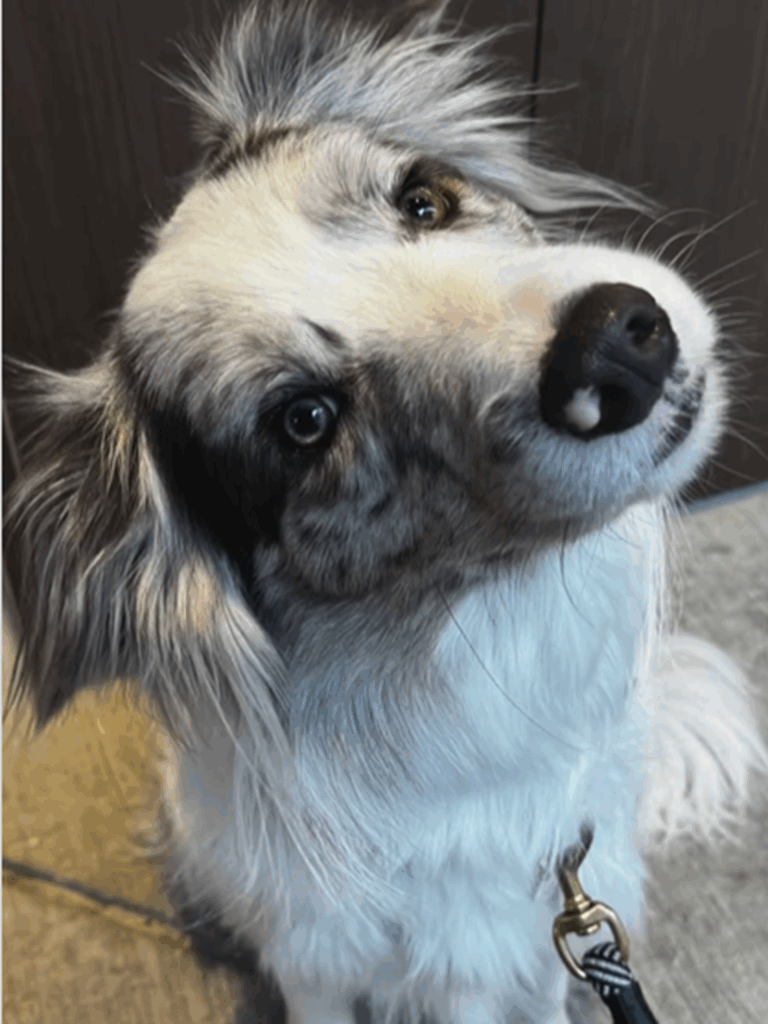 首をかしげるポーズがお気に入り（＠luke_smbcさんより提供）