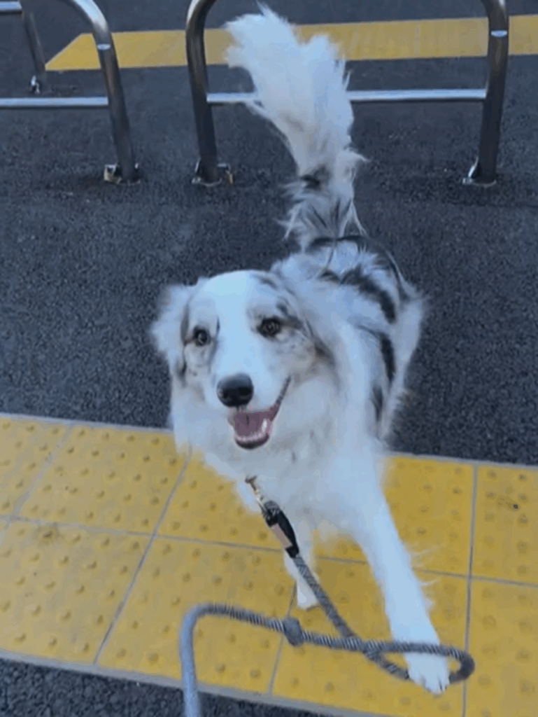 うまく飛べたでしょ（＠luke_smbcさんより提供）